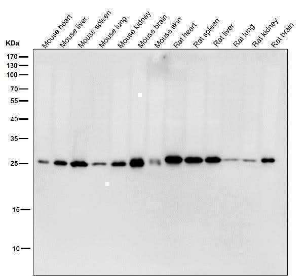 Anti-HPRT HPRT1 Monoclonal Antibody Boster Bio