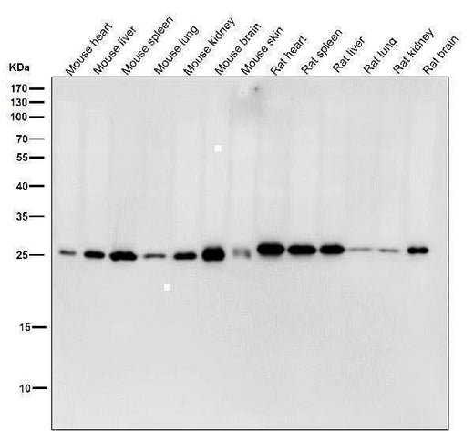 Anti-HPRT HPRT1 Monoclonal Antibody Boster Bio