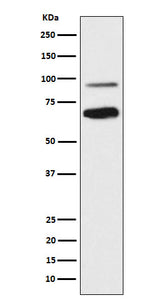 Anti-TCF4 Rabbit Monoclonal Antibody Boster Bio
