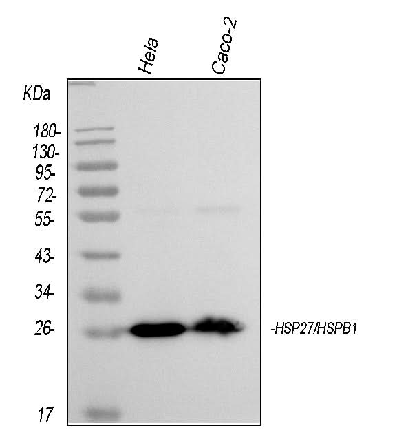Anti-Hsp27/HSPB1 Antibody Picoband® (monoclonal, 3H3 Boster Bio