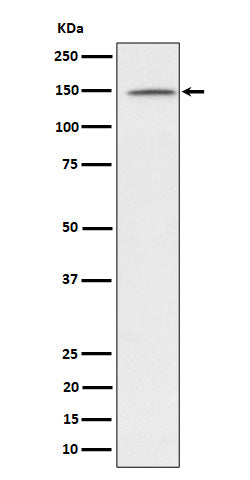 Anti-phospho-Phospholipase C gamma 1/PLC-gamma-1 (Y1253) Rabbit Monoclonal Antibody Boster Bio