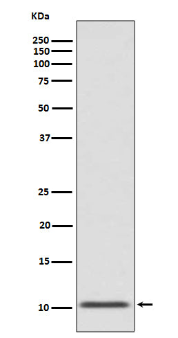 Anti-GLP1/GCG Rabbit Monoclonal Antibody Boster Bio