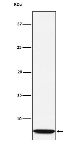 Anti-GLP2 Rabbit Monoclonal Antibody Boster Bio