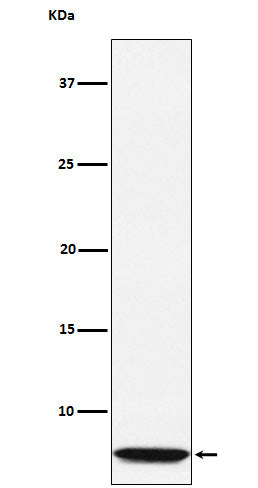 Anti-GLP2 Rabbit Monoclonal Antibody Boster Bio