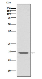 Anti-Glucagon GCG Rabbit Monoclonal Antibody Boster Bio