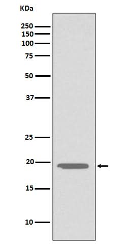 Anti-Glucagon GCG Rabbit Monoclonal Antibody Boster Bio