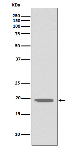 Anti-Glucagon GCG Rabbit Monoclonal Antibody Boster Bio