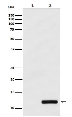 Anti-CCL4/MIP1 beta Rabbit Monoclonal Antibody Boster Bio