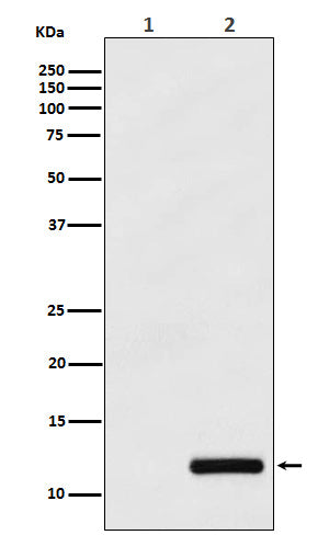 Anti-CCL4/MIP1 beta Rabbit Monoclonal Antibody Boster Bio