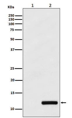 Anti-CCL4/MIP1 beta Rabbit Monoclonal Antibody Boster Bio
