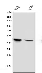 Anti-APOBEC3G Antibody Picoband® (monoclonal, 6C2 Boster Bio