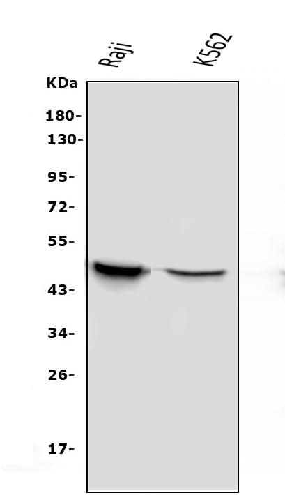 Anti-APOBEC3G Antibody Picoband® (monoclonal, 6C2 Boster Bio