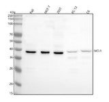 Anti-MCL1 Rabbit Monoclonal Antibody Boster Bio