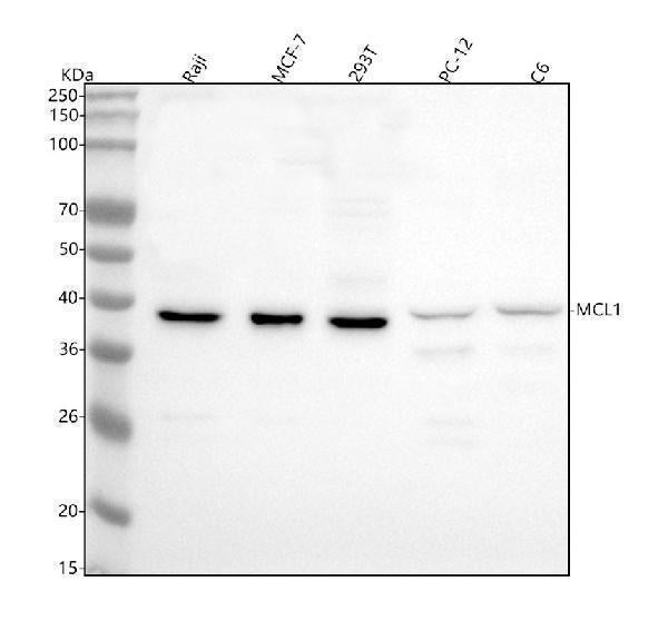 Anti-MCL1 Rabbit Monoclonal Antibody Boster Bio