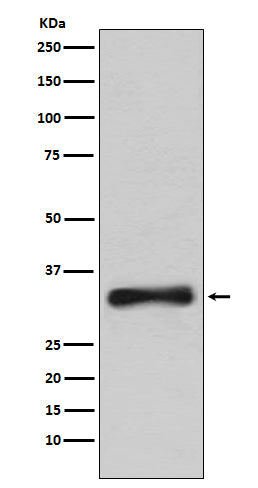 Anti-Emerin Rabbit Monoclonal Antibody Boster Bio