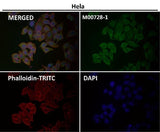 Anti-Smad1 Rabbit Monoclonal Antibody Boster Bio