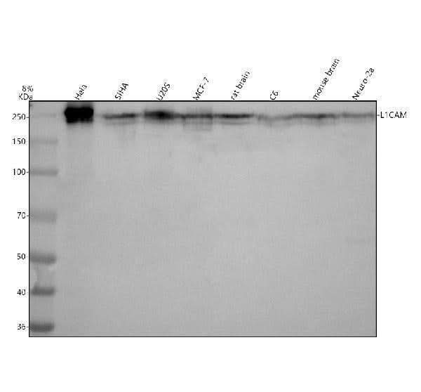 Anti-L1CAM Rabbit Monoclonal Antibody Boster Bio