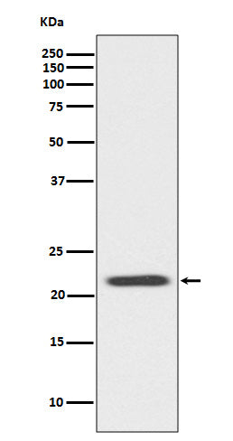 Anti-Bid Rabbit Monoclonal Antibody Boster Bio