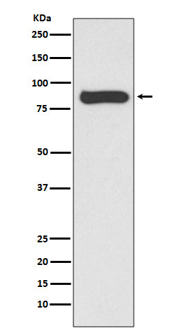 Anti-STAT4 Rabbit Monoclonal Antibody Boster Bio