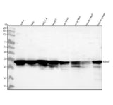 Anti-HuR / ELAVL1 Monoclonal Antibody Boster Bio