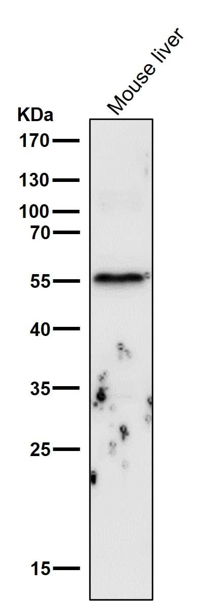 Anti-Cyclin B1 CCNB1 Rabbit Monoclonal Antibody Boster Bio