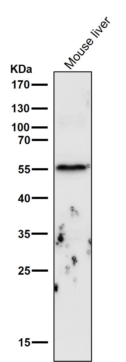 Anti-Cyclin B1 CCNB1 Rabbit Monoclonal Antibody Boster Bio