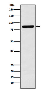 Anti-Cullin 3 Monoclonal Antibody Boster Bio
