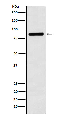 Anti-Cullin 3 Monoclonal Antibody Boster Bio
