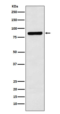 Anti-Cullin 3 Monoclonal Antibody Boster Bio