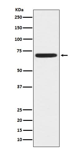 Anti-ZAP70 Monoclonal Antibody Boster Bio