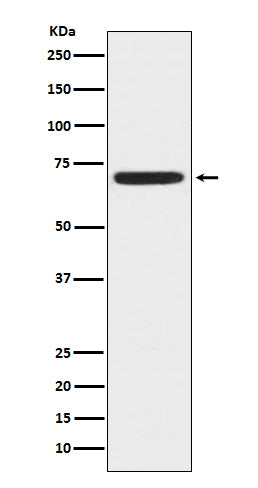 Anti-ZAP70 Monoclonal Antibody Boster Bio