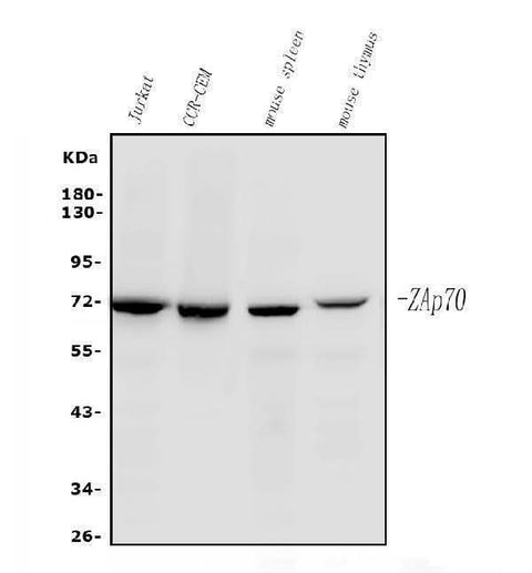 Anti-ZAP70 Antibody Picoband®(monoclonal, 6F12 Boster Bio