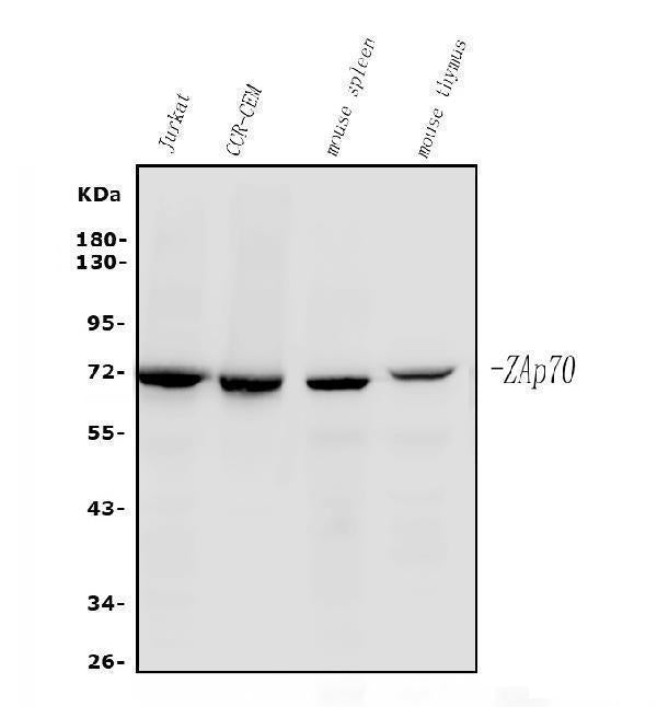 Anti-ZAP70 Antibody Picoband®(monoclonal, 6F12 Boster Bio