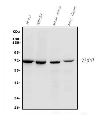 Anti-ZAP70 Antibody Picoband®(monoclonal, 6F12 Boster Bio