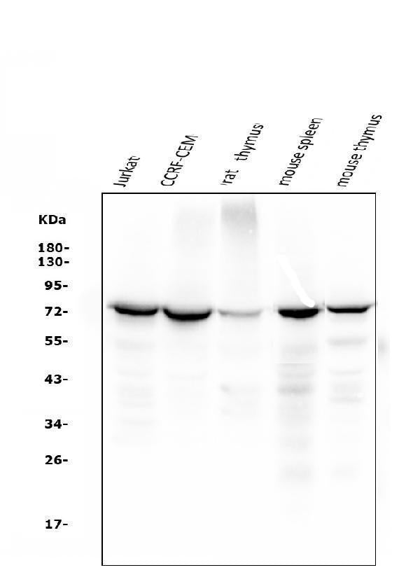 Anti-ZAP70 Antibody Picoband® (monoclonal, 9D5 Boster Bio