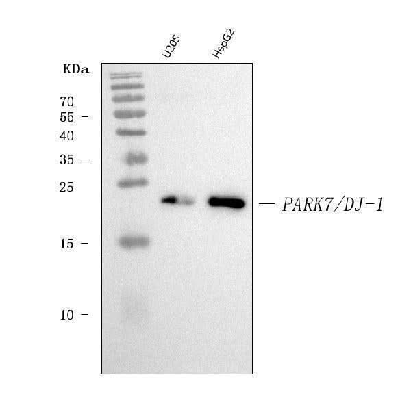 Anti-PARK7/DJ1 Antibody Picoband® (monoclonal, 4B10 Boster Bio
