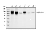 Anti-TGFBR2 Antibody Picoband® (monoclonal, 2F11 Boster Bio
