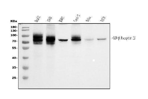 Anti-TGFBR2 Antibody Picoband® (monoclonal, 2F11 Boster Bio