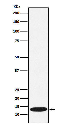 Anti-CCL21 Rabbit Monoclonal Antibody Boster Bio