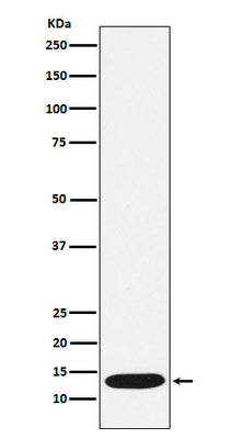 Anti-CCL21 Rabbit Monoclonal Antibody Boster Bio