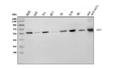 Anti-RBPJK/RBPJ Picoband® Antibody (monoclonal, 6G4 Boster Bio