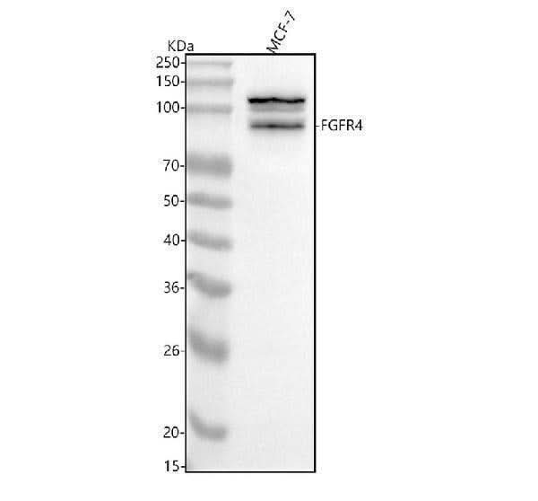 Anti-FGFR4 Rabbit Monoclonal Antibody Boster Bio