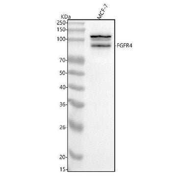 Anti-FGFR4 Rabbit Monoclonal Antibody Boster Bio