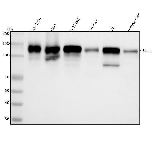 Anti-Integrin beta 1 ITGB1 Rabbit Monoclonal Antibody Boster Bio