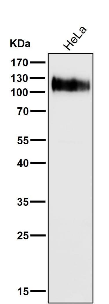 Anti-LAMP1/Cd107A Rabbit Monoclonal Antibody Boster Bio