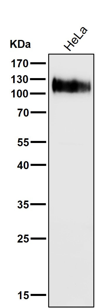 Anti-LAMP1/Cd107A Rabbit Monoclonal Antibody Boster Bio