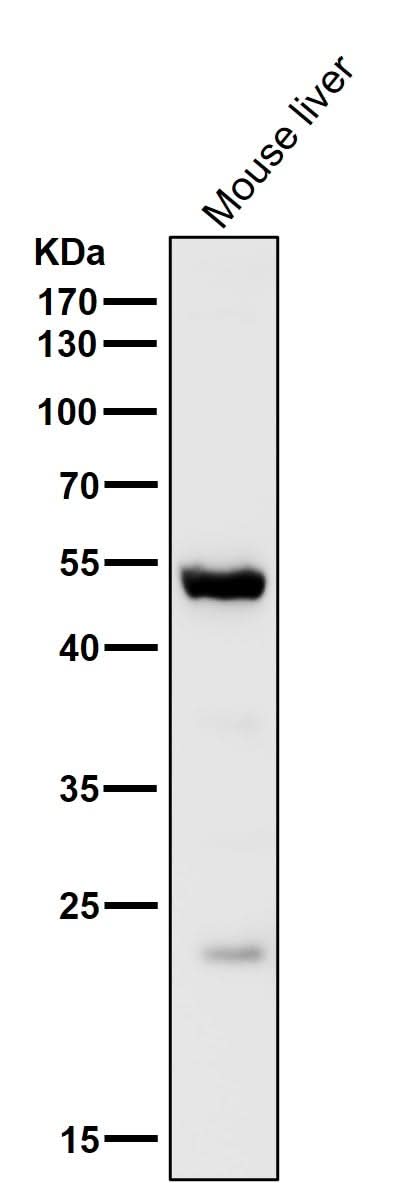 Anti-MINA53 Rabbit Monoclonal Antibody Boster Bio