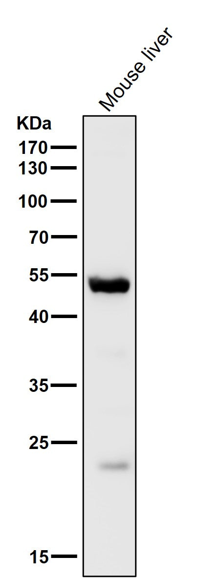 Anti-MINA53 Rabbit Monoclonal Antibody Boster Bio