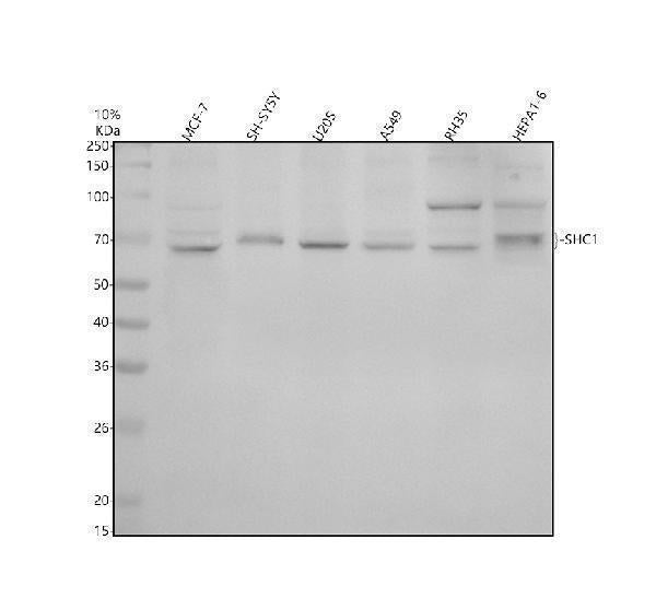 Anti-SHC Monoclonal Antibody Boster Bio