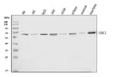 Anti-SHC Antibody Picoband® (monoclonal, 6D6E1 Boster Bio